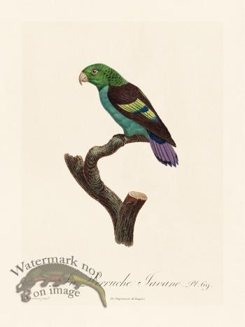 Barraband Parrot 069